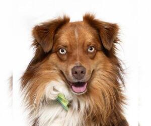 Australian Shepherd Dogs for adoption in Santa Barbara, CA, USA