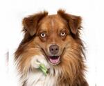 Small Australian Shepherd