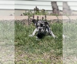 Small Photo #6 French Bulldog Puppy For Sale in VINELAND, NJ, USA