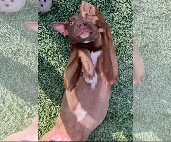 Medium Photo #2 American Pit Bull Terrier-Chihuahua Mix Puppy For Sale in Ball Ground, GA, USA