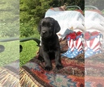 Small Photo #2 Labrador Retriever Puppy For Sale in OTEGO, NY, USA