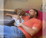 Small Photo #20 Mutt Puppy For Sale in Philadelphia, PA, USA