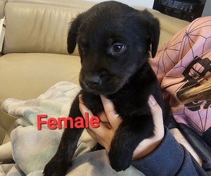 Golden Retriever-Rottweiler Mix Puppy for sale in FERNLEY, NV, USA