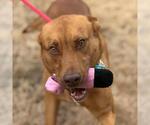 Small #3 Vizsla Mix