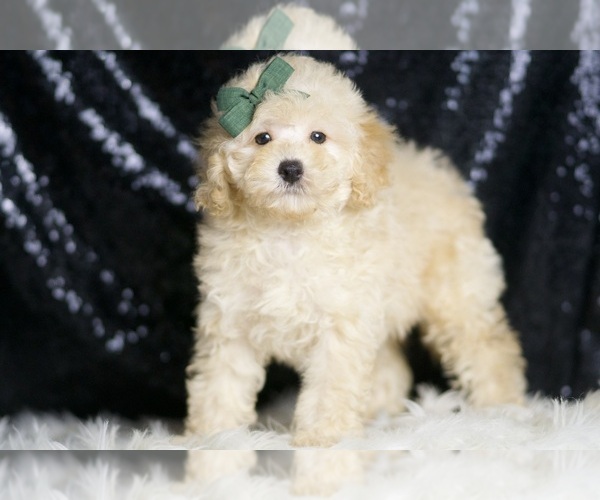 Medium Photo #2 Poodle (Toy) Puppy For Sale in WARSAW, IN, USA