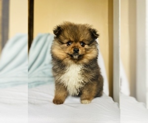 Pomeranian Puppy for sale in COOKEVILLE, TN, USA