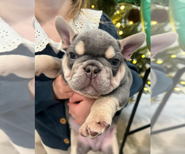 Medium Photo #2 French Bulldog Puppy For Sale in SACRAMENTO, CA, USA