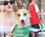 Small #5 Jack Russell Terrier Mix