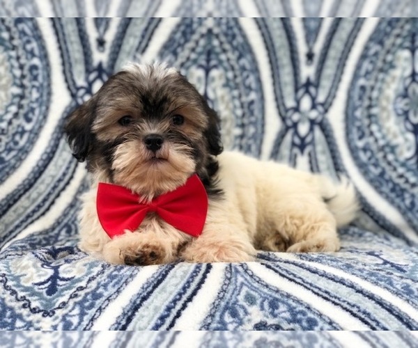 Medium Photo #13 Poodle (Miniature)-Shorkie Tzu Mix Puppy For Sale in LAKELAND, FL, USA