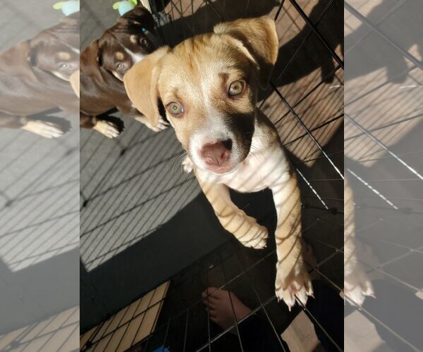 Medium Photo #11 American Pit Bull Terrier-Unknown Mix Puppy For Sale in Corona, CA, USA