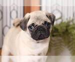 Small Photo #2 Pug Puppy For Sale in NAPLES, FL, USA