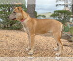 Small #16 Mutt