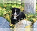 Puppy Dottie Australian Shepherd
