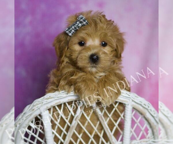Medium Photo #1 Maltipoo (Miniature) Puppy For Sale in WARSAW, IN, USA