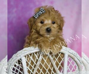 Medium Maltipoo (Miniature)