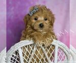 Puppy Peep Maltipoo (Miniature)