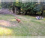 Small #8 German Shepherd Dog-Saluki Mix