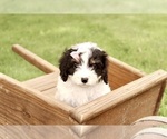 Small #8 Cavapoo
