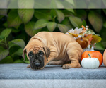 Puppy Caramello Great Dane