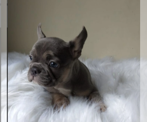 French Bulldog Puppy for sale in LIGHTHOUSE POINT, FL, USA