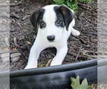 Small #1 Beagle Mix