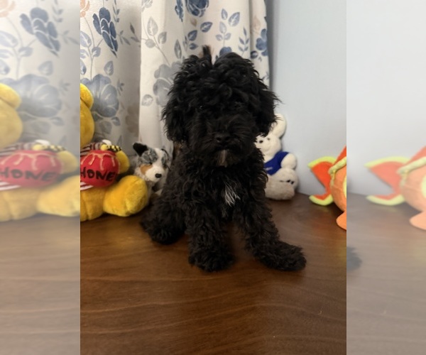 Medium Photo #4 Bichpoo Puppy For Sale in DURHAM, CT, USA