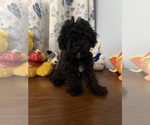 BichPoo puppies - Male Bichpoo Puppy for Sale - Photo #4