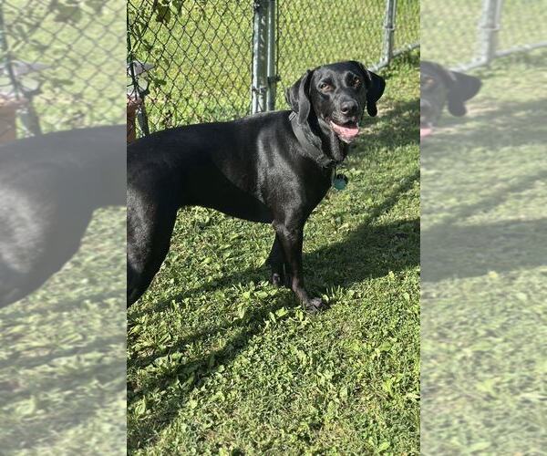 Medium Photo #1 Labrador Retriever-Unknown Mix Puppy For Sale in Springdale, PA, USA