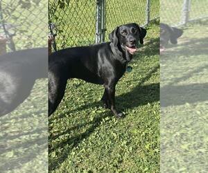 Labrador Retriever-Unknown Mix Dogs for adoption in Springdale, PA, USA