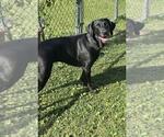 Small Labrador Retriever Mix