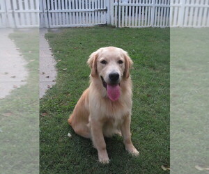 English Cream Golden Retriever Puppy for Sale in MECHANICSVILLE, Maryland USA