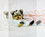 Small #14 Morkie