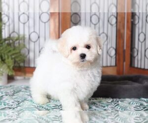 Zuchon Puppy for sale in NAPLES, FL, USA