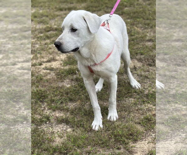 Medium Photo #8 Labrenees Puppy For Sale in Scottsboro, AL, USA