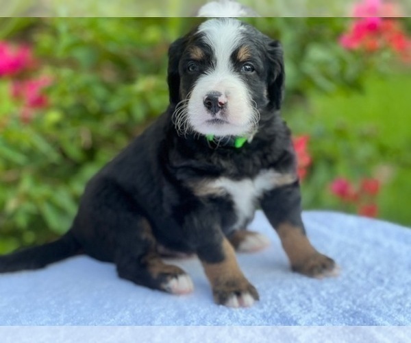 Medium Photo #2 Bernedoodle Puppy For Sale in CONROE, TX, USA