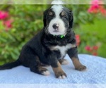 Small Photo #2 Bernedoodle Puppy For Sale in CONROE, TX, USA
