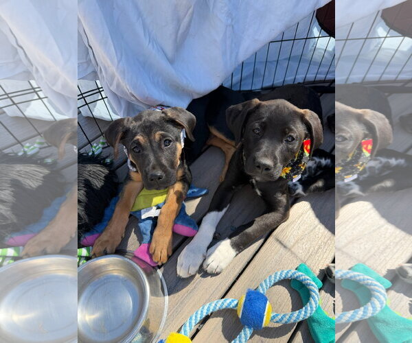 Medium Photo #3 Mutt Puppy For Sale in Fort Collins, CO, USA