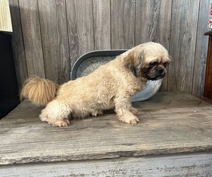 Father of the Shih Tzu puppies born on 03/08/2025