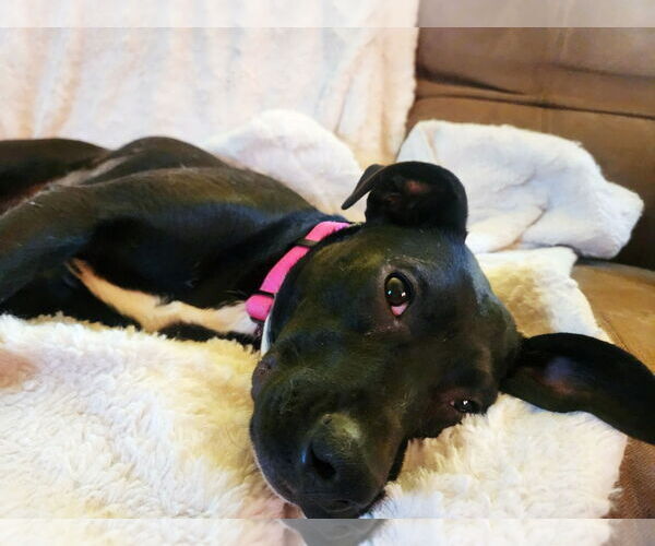Medium Photo #5 Labrador Retriever-Unknown Mix Puppy For Sale in Yuba City, CA, USA