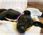 Small #4 Labrador Retriever Mix