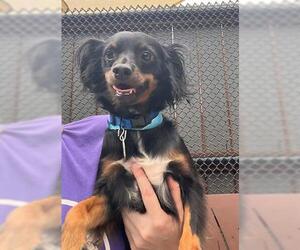 Chihuahua Dogs for adoption in Brighton, CO, USA