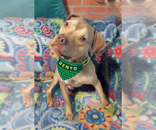 Medium Photo #1 American Pit Bull Terrier-Staffordshire Bull Terrier Mix Puppy For Sale in Princeton, MN, USA