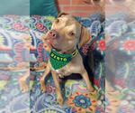 Small American Pit Bull Terrier-Staffordshire Bull Terrier Mix