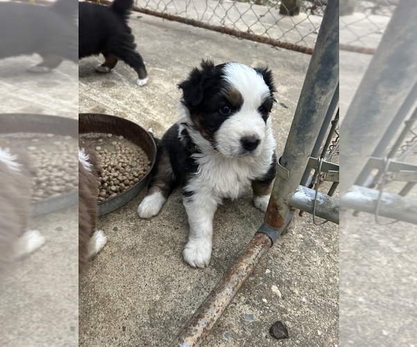Medium Photo #1 Australian Shepherd Puppy For Sale in MONROE, LA, USA