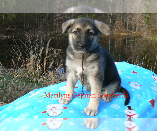 Medium Photo #6 German Shepherd Dog Puppy For Sale in PIEDMONT, MO, USA