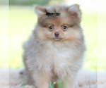 Small #3 Pomeranian