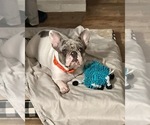 Small Photo #1 French Bulldog Puppy For Sale in KINGSBURG, CA, USA