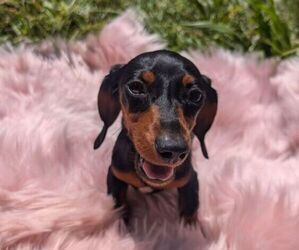 Dachshund Puppy for sale in MIMS, FL, USA