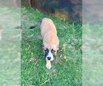 Small #4 Australian Shepherd-Bulldog Mix
