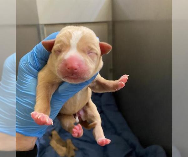 Medium Photo #1 Mutt Puppy For Sale in Modesto, CA, USA